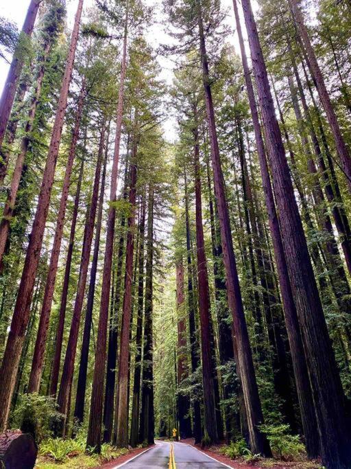 Avenue Of The Giants Pepperwood Place Miranda Exteriér fotografie